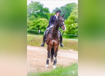 Warmblood austríaco, Caballo castrado, 12 años, 164 cm, Morcillo