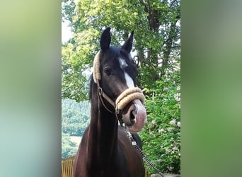 Warmblood austríaco, Caballo castrado, 12 años, 164 cm, Morcillo