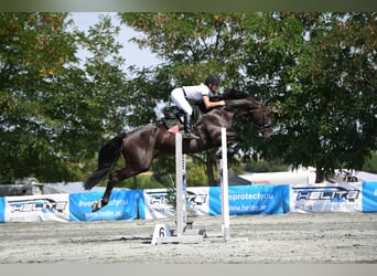 Warmblood austríaco, Caballo castrado, 12 años, 168 cm, Castaño oscuro