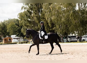 Warmblood austríaco, Caballo castrado, 12 años, 168 cm, Negro