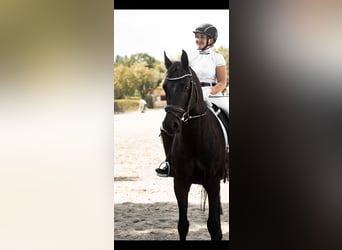 Warmblood austríaco, Caballo castrado, 12 años, 168 cm, Negro