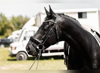 Warmblood austríaco, Caballo castrado, 12 años, 168 cm, Negro