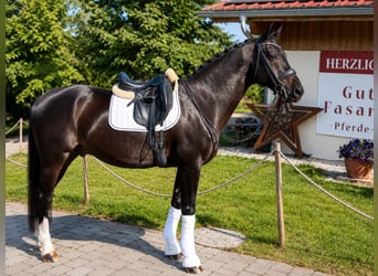 Warmblood austríaco, Caballo castrado, 12 años, 169 cm, Castaño oscuro