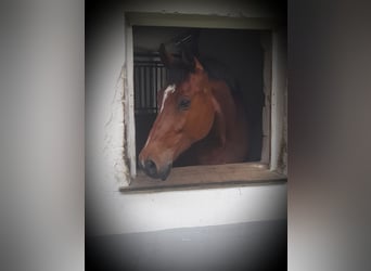 Warmblood austríaco, Caballo castrado, 12 años, 172 cm, Castaño