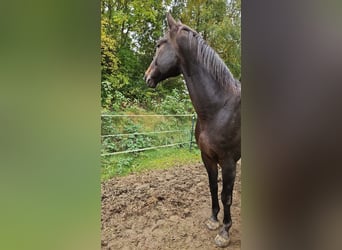 Warmblood austríaco, Caballo castrado, 12 años, 176 cm, Castaño