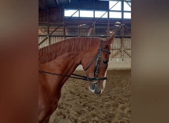 Warmblood austríaco, Caballo castrado, 13 años, 162 cm, Alazán