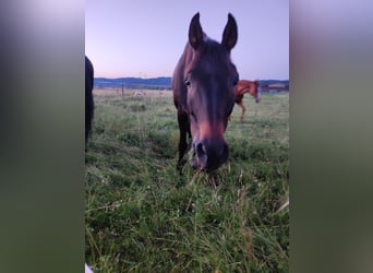 Warmblood austríaco, Caballo castrado, 13 años, 162 cm, Castaño oscuro