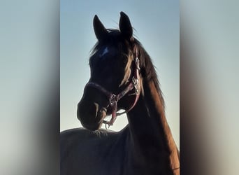 Warmblood austríaco, Caballo castrado, 13 años, 168 cm, Negro