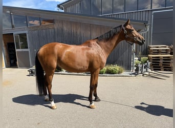 Warmblood austríaco, Caballo castrado, 13 años, 172 cm, Castaño