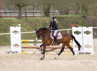 Warmblood austríaco, Caballo castrado, 13 años, 178 cm, Castaño