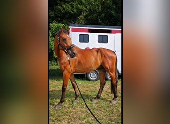 Warmblood austríaco, Caballo castrado, 13 años, Castaño