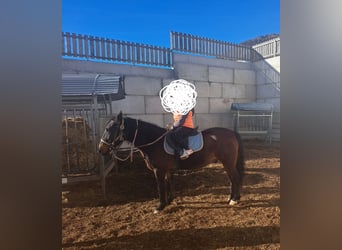 Warmblood austríaco, Caballo castrado, 14 años, 142 cm