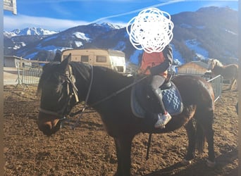 Warmblood austríaco, Caballo castrado, 14 años, 142 cm