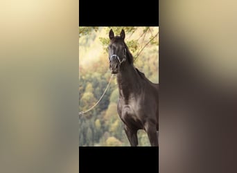 Warmblood austríaco, Caballo castrado, 14 años, 172 cm, Negro