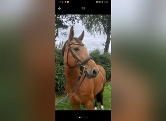 Warmblood austríaco, Caballo castrado, 14 años, Castaño