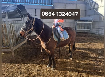 Warmblood austríaco, Caballo castrado, 15 años, 142 cm