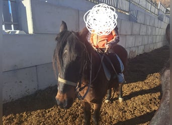 Warmblood austríaco, Caballo castrado, 15 años, 142 cm