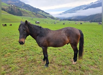 Warmblood austríaco, Caballo castrado, 16 años, 145 cm