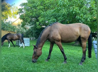 Warmblood austríaco, Caballo castrado, 16 años, 168 cm, Castaño