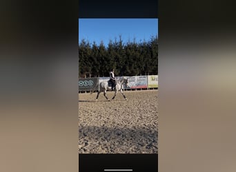 Warmblood austríaco, Caballo castrado, 16 años, 173 cm, Tordo
