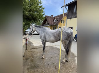 Warmblood austríaco, Caballo castrado, 16 años, 174 cm, Tordo