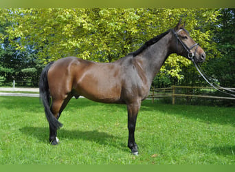 Warmblood austríaco, Caballo castrado, 17 años, 160 cm, Castaño oscuro