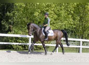 Warmblood austríaco, Caballo castrado, 17 años, 160 cm, Castaño oscuro