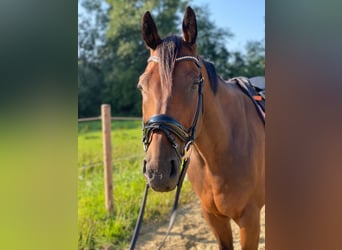 Warmblood austríaco, Caballo castrado, 17 años, 168 cm, Castaño