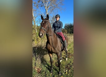 Warmblood austríaco, Caballo castrado, 17 años, 168 cm, Castaño