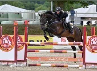 Warmblood austríaco, Caballo castrado, 18 años, 173 cm, Castaño oscuro