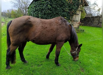 Warmblood austríaco, Caballo castrado, 19 años, 160 cm, Castaño