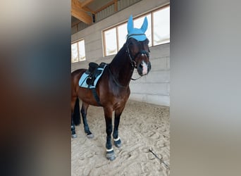 Warmblood austríaco, Caballo castrado, 19 años, 165 cm, Castaño oscuro