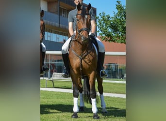 Warmblood austríaco, Caballo castrado, 20 años, 168 cm, Castaño oscuro