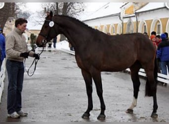 Warmblood austríaco, Caballo castrado, 20 años, 168 cm, Castaño oscuro