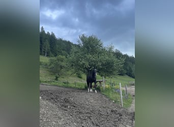 Warmblood austríaco, Caballo castrado, 22 años, 178 cm, Negro