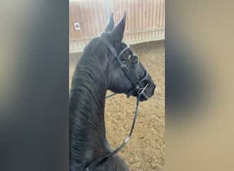 Warmblood austríaco, Caballo castrado, 23 años, 178 cm, Negro