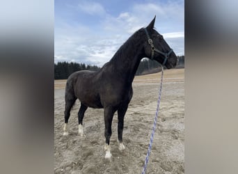 Warmblood austríaco, Caballo castrado, 23 años, 178 cm, Negro