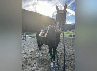 Warmblood austríaco, Caballo castrado, 23 años, 178 cm, Negro