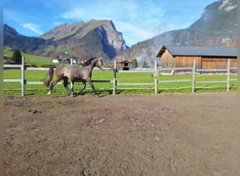 Warmblood austríaco, Caballo castrado, 2 años, 170 cm