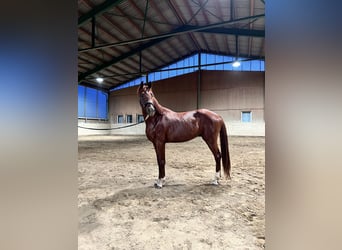 Warmblood austríaco, Caballo castrado, 3 años, 160 cm, Alazán