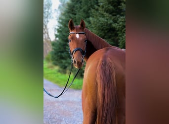 Warmblood austríaco, Caballo castrado, 3 años, 160 cm, Alazán