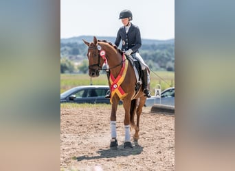 Warmblood austríaco, Caballo castrado, 3 años, 166 cm, Alazán