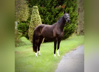 Warmblood austríaco, Caballo castrado, 3 años, 167 cm, Castaño oscuro