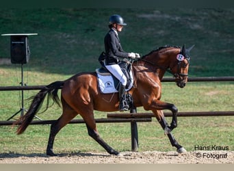 Warmblood austríaco, Caballo castrado, 3 años, 168 cm, Castaño