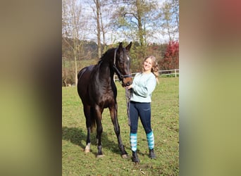 Warmblood austríaco, Caballo castrado, 3 años, 168 cm, Castaño oscuro