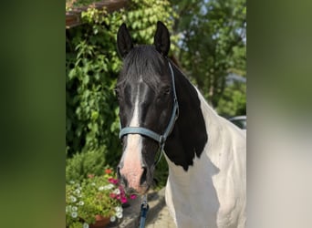 Warmblood austríaco, Caballo castrado, 3 años, 168 cm, Pío