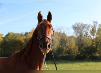 Warmblood austríaco, Caballo castrado, 3 años, 169 cm, Alazán