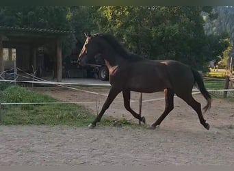 Warmblood austríaco, Caballo castrado, 3 años, 170 cm, Negro
