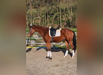 Warmblood austríaco, Caballo castrado, 3 años, 171 cm, Castaño