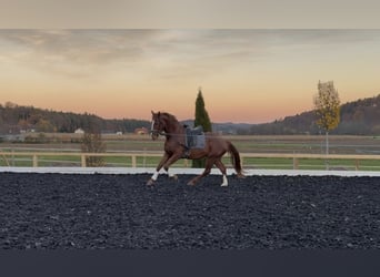 Warmblood austríaco, Caballo castrado, 3 años, 173 cm, Alazán